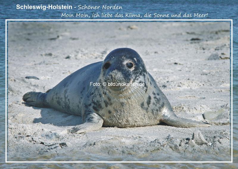 3758  Schleswig-Holstein    Robbe Robbi  (K)..jpg